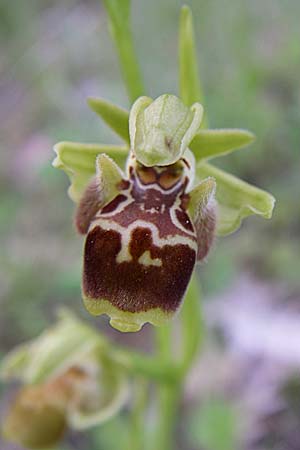 Ophrys attica / Attican Bee Orchid, GR  Zagoria, Kipi 18.5.2008 