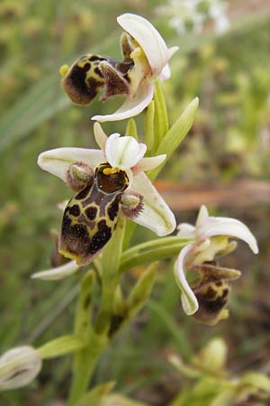 Ophrys attica / Attican Bee Orchid, GR  Hymettos 2.4.2013 
