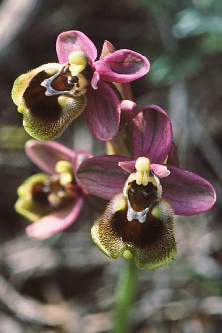 Ophrys tenthredinifera subsp. villosa \ Östliche Wespen-Ragwurz, GR  Karpathos, Mertonas 11.3.2008 (Photo: Jan & Liesbeth Essink)