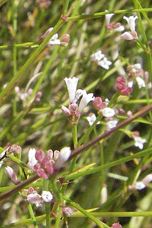 Asperula cynanchica ? \ H�gel-Meier / Squinancy Wort, Kroatien/Croatia Istrien/Istria, Labin 15.7.2007