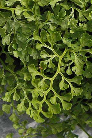 Asplenium lepidum \ Zarter Streifenfarn / Elegant Spleenwort, Kroatien/Croatia Velebit 19.8.2016