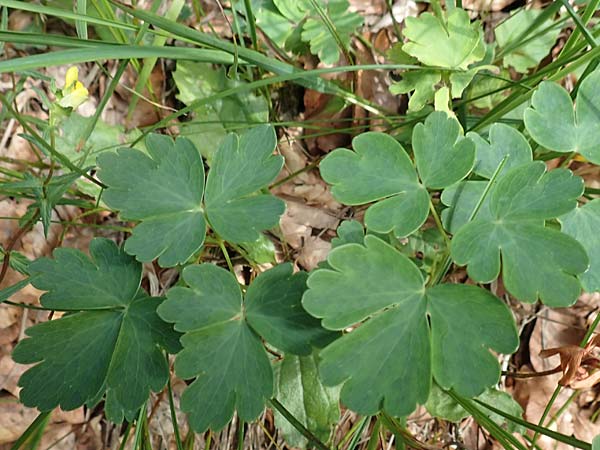 Aquilegia bertolonii \ Bertolonis Akelei / Bertoloni's Columbine, Kroatien/Croatia Risnjak 14.8.2016