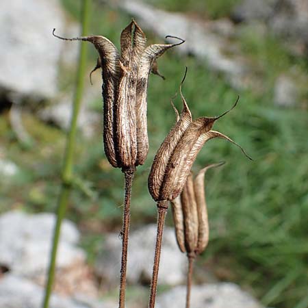 Aquilegia bertolonii \ Bertolonis Akelei / Bertoloni's Columbine, Kroatien/Croatia Risnjak 14.8.2016
