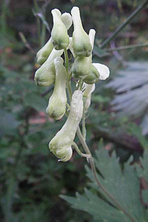 Aconitum lycoctonum subsp. vulparia \ Gelber Eisenhut, Wolfs-Eisenhut / Yellow Wolfsbane, Kroatien/Croatia Velebit 17.7.2007
