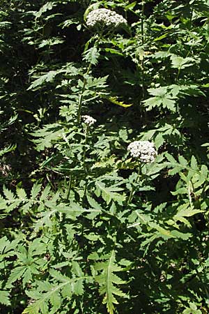 Tanacetum macrophyllum \ Groblttrige Wucherblume / Rayed Tansy, Kroatien/Croatia Gola Plješevica 18.7.2007