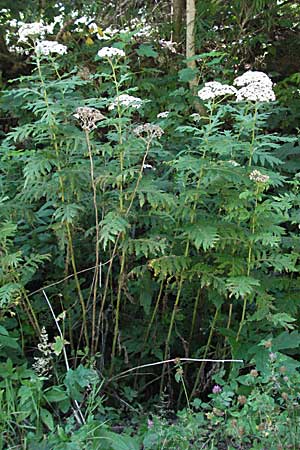 Tanacetum macrophyllum \ Groblttrige Wucherblume / Rayed Tansy, Kroatien/Croatia Gola Plješevica 18.7.2007