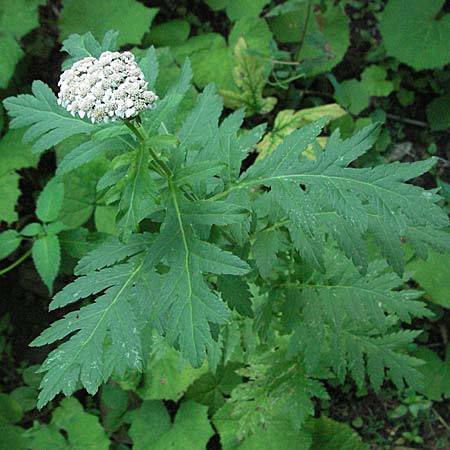 Tanacetum macrophyllum \ Groblttrige Wucherblume / Rayed Tansy, Kroatien/Croatia Medvednica 20.7.2007