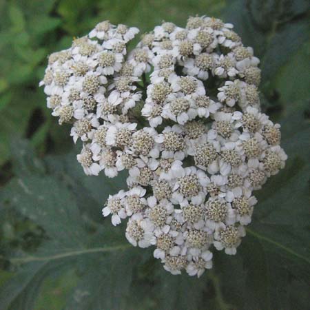 Tanacetum macrophyllum \ Groblttrige Wucherblume / Rayed Tansy, Kroatien/Croatia Medvednica 20.7.2007
