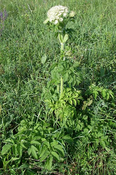 Laserpitium archangelica \ Engelwurz-Laserkraut / Angelica Sermountain, Kroatien/Croatia Plitvička 2.6.2008