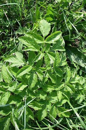 Laserpitium archangelica \ Engelwurz-Laserkraut / Angelica Sermountain, Kroatien/Croatia Plitvička 2.6.2008
