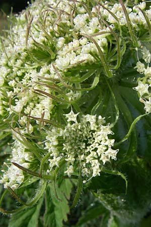Laserpitium archangelica \ Engelwurz-Laserkraut / Angelica Sermountain, Kroatien/Croatia Plitvička 2.6.2008