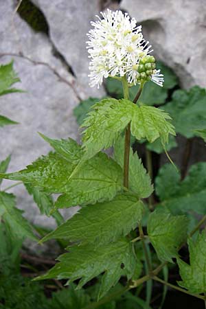 Actaea spicata \ Christophskraut / Baneberry, Kroatien/Croatia Velebit Zavizan 4.6.2008