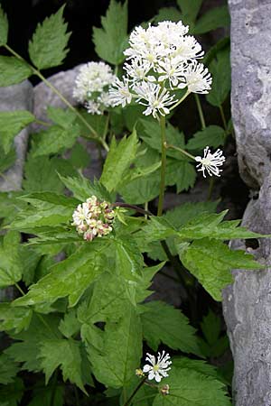 Actaea spicata \ Christophskraut / Baneberry, Kroatien/Croatia Velebit Zavizan 4.6.2008