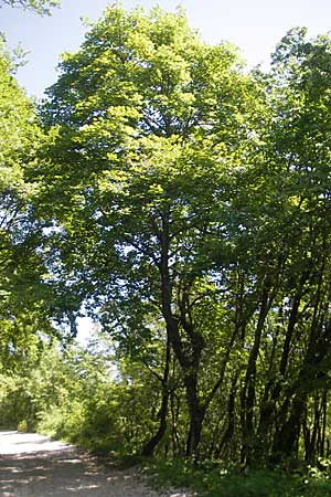 Acer obtusatum \ Schneeball-Ahorn / Bosnian Maple, Italian Maple, Kroatien/Croatia Učka 28.6.2010