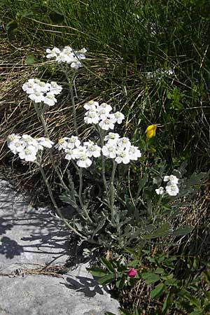 Achillea clavennae \ Bittere Schafgarbe, Weier Speik / Silvery Milfoil, Kroatien/Croatia Velebit Zavizan 30.6.2010