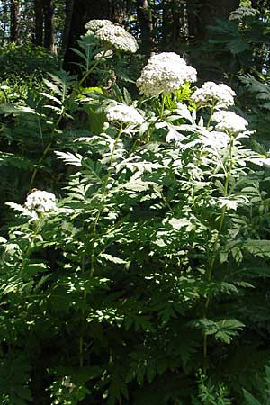 Tanacetum macrophyllum \ Groblttrige Wucherblume / Rayed Tansy, Kroatien/Croatia Medvednica 1.7.2010