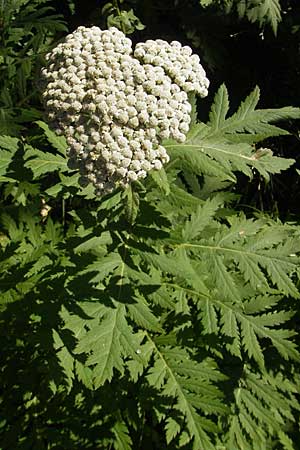 Tanacetum macrophyllum \ Groblttrige Wucherblume / Rayed Tansy, Kroatien/Croatia Medvednica 1.7.2010