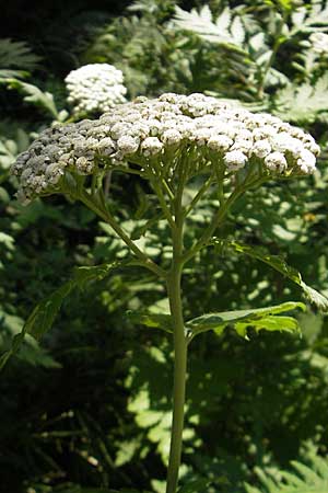 Tanacetum macrophyllum \ Groblttrige Wucherblume / Rayed Tansy, Kroatien/Croatia Medvednica 1.7.2010