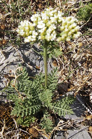 Achillea distans ? \ Rainfarn-Schafgarbe, Groe Schafgarbe / Tall Yarrow, Alps Yarrow, Kroatien/Croatia Sveti Juray 18.8.2016