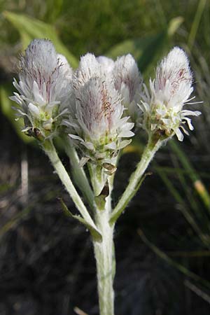 Antennaria dioica \ Gewhnliches Katzenpftchen, Kroatien Velebit Zavizan 30.6.2010