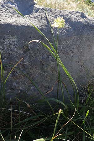 Allium ericetorum \ Gelblichweier Lauch / Heath Garlic, Kroatien/Croatia Risnjak 14.8.2016