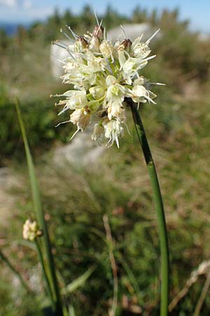 Allium ericetorum \ Gelblichweier Lauch / Heath Garlic, Kroatien/Croatia Risnjak 14.8.2016