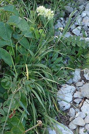 Allium ericetorum \ Gelblichweier Lauch / Heath Garlic, Kroatien/Croatia Risnjak 14.8.2016