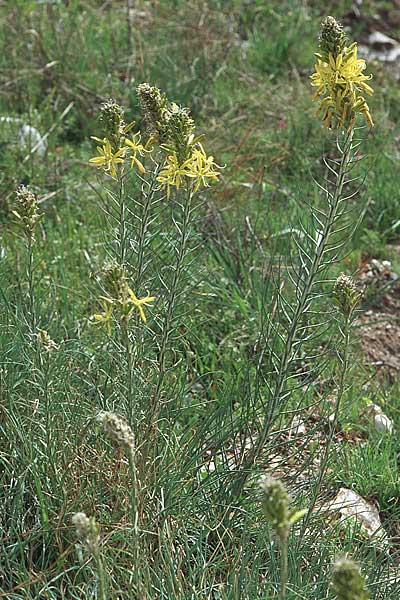 Asphodeline lutea \ Junkerlilie, Gelber Affodill / Yellow Asphodel, Kroatien/Croatia &Scaron;ibenik 2.4.2006