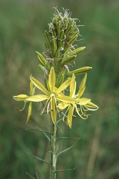 Asphodeline lutea \ Junkerlilie, Gelber Affodill / Yellow Asphodel, Kroatien/Croatia &Scaron;ibenik 2.4.2006