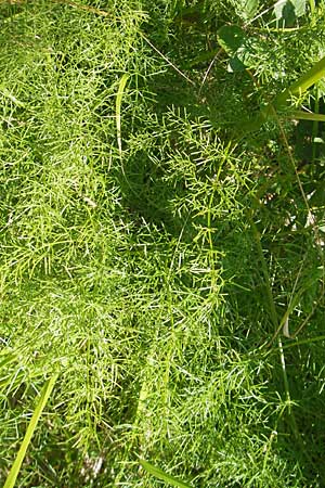 Ferulago campestris \ Knotenbl&uuml;tige Birkwurz / Field Fennel, Kroatien/Croatia Učka, Veprinac 28.6.2010