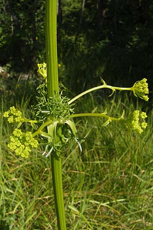Ferulago campestris \ Knotenbl&uuml;tige Birkwurz / Field Fennel, Kroatien/Croatia Učka, Veprinac 28.6.2010
