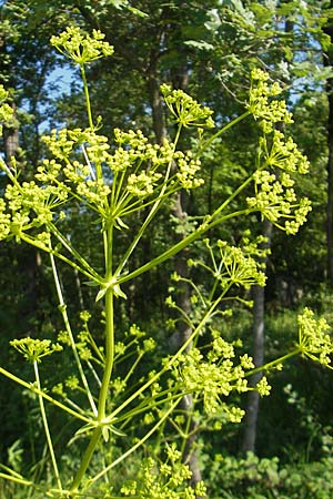 Ferulago campestris \ Knotenbl&uuml;tige Birkwurz / Field Fennel, Kroatien/Croatia Učka, Veprinac 28.6.2010
