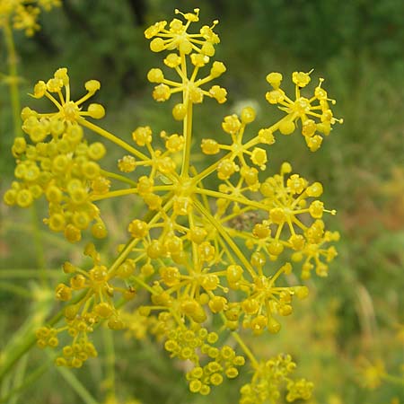 Ferulago campestris \ Knotenbl&uuml;tige Birkwurz / Field Fennel, Kroatien/Croatia Učka, Veprinac 18.7.2010