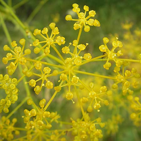 Ferulago campestris \ Knotenbl&uuml;tige Birkwurz / Field Fennel, Kroatien/Croatia Učka, Veprinac 18.7.2010