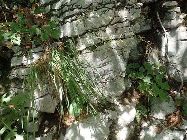 Agrostis stolonifera \ Weies Straugras / Creeping Bentgrass, Kroatien/Croatia Risnjak 14.8.2016