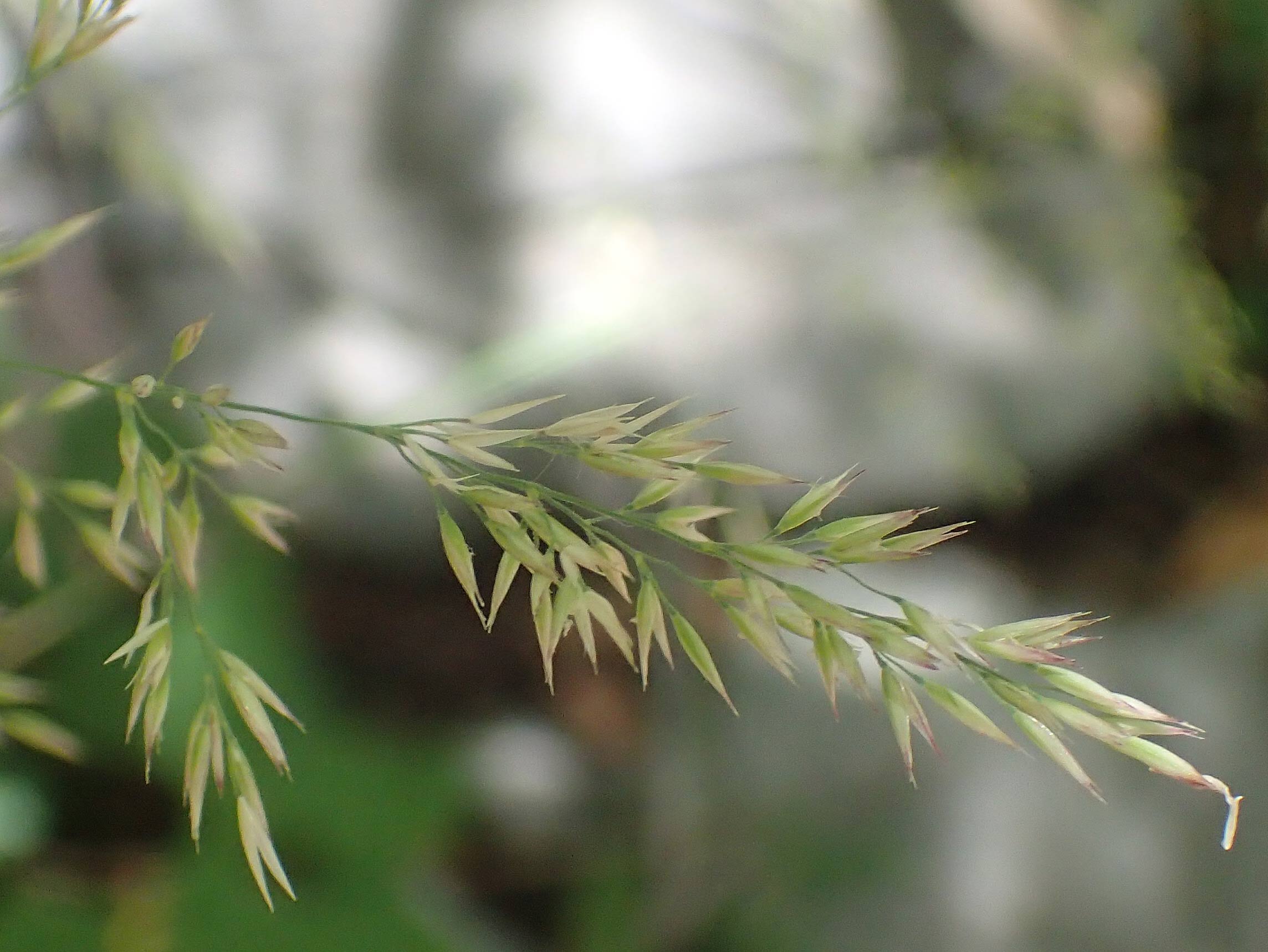 Agrostis stolonifera \ Weies Straugras / Creeping Bentgrass, Kroatien/Croatia Risnjak 14.8.2016