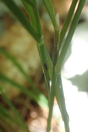 Agrostis stolonifera \ Weies Straugras / Creeping Bentgrass, Kroatien/Croatia Risnjak 14.8.2016