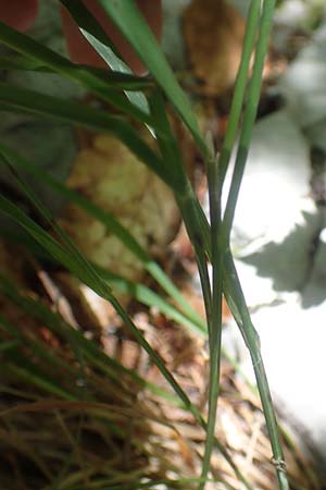Agrostis stolonifera \ Weies Straugras / Creeping Bentgrass, Kroatien/Croatia Risnjak 14.8.2016