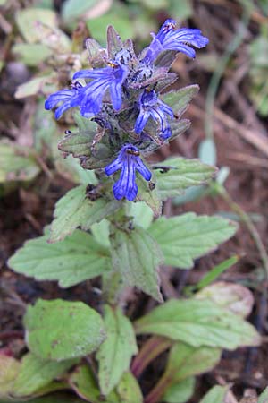 Ajuga genevensis \ Genfer Gnsel, Heide-Gnsel / Blue Bugle, Kroatien/Croatia Rijeka 4.6.2008