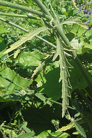 Althaea cannabina \ Hanf-Eibisch / Hemp-Leaved Mallow, Kroatien/Croatia Istrien/Istria, Grači&scaron;će 15.7.2007