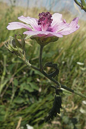 Althaea cannabina \ Hanf-Eibisch / Hemp-Leaved Mallow, Kroatien/Croatia Istrien/Istria, Grači&scaron;će 15.7.2007