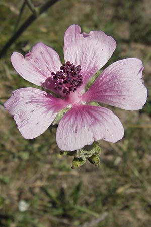Althaea cannabina \ Hanf-Eibisch / Hemp-Leaved Mallow, Kroatien/Croatia Istrien/Istria, Grači&scaron;će 15.7.2007