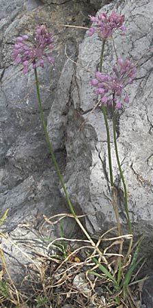 Allium carinatum subsp. pulchellum \ Schner Lauch / Pretty Keeled Garlic, Kroatien/Croatia Senj 18.7.2007