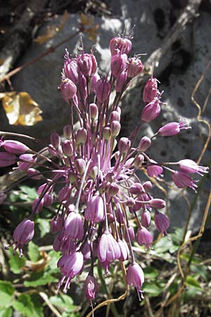 Allium carinatum subsp. pulchellum \ Schner Lauch / Pretty Keeled Garlic, Kroatien/Croatia Senj 18.7.2007