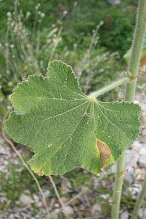 Alcea biennis \ Bleiche Stockrose, Balkan-Stockrose / Balkan Hollyhock, Kroatien/Croatia Visovac 2.6.2008