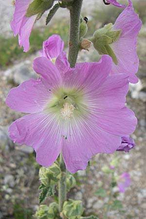 Alcea biennis \ Bleiche Stockrose, Balkan-Stockrose / Balkan Hollyhock, Kroatien/Croatia Visovac 2.6.2008
