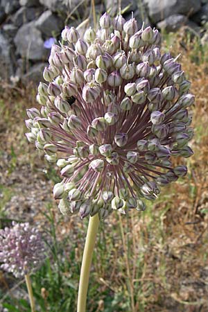 Allium ampeloprasum \ Sommer-Lauch / Wild Leek, Kroatien/Croatia Šibenik 3.6.2008