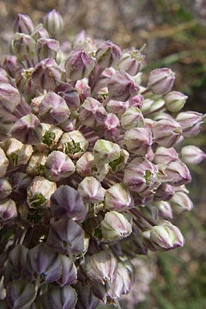 Allium ampeloprasum \ Sommer-Lauch / Wild Leek, Kroatien/Croatia Šibenik 3.6.2008