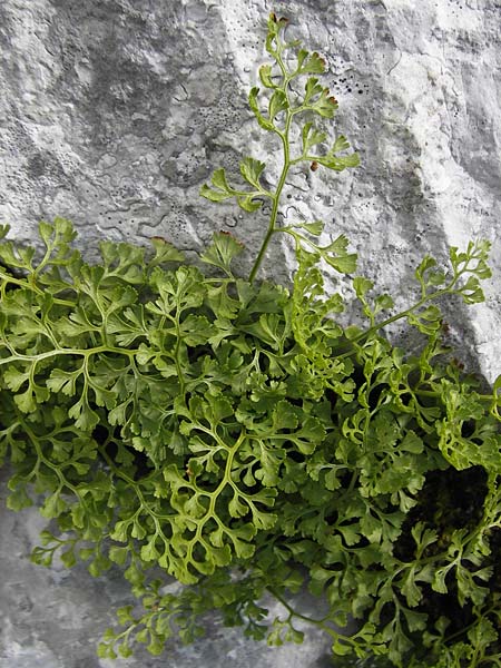 Asplenium lepidum \ Zarter Streifenfarn / Elegant Spleenwort, Kroatien/Croatia Velebit 19.8.2016
