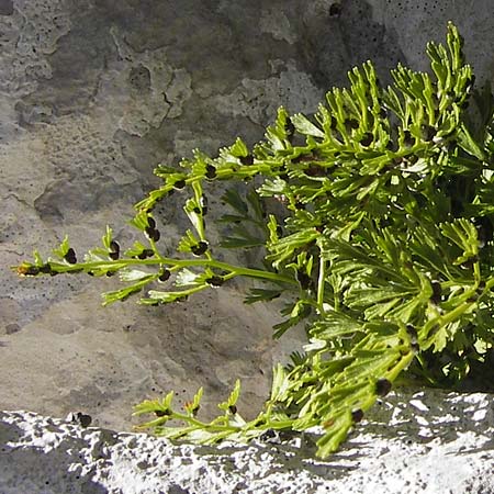 Asplenium fissum \ Zerschlitzter Streifenfarn / Cleft Spleenwort, Kroatien/Croatia Velebit 19.8.2016